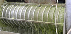 Stainless Steel Cyinder Used for Dewatering Pea Cannery Waste