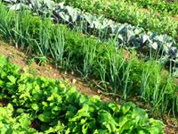 Wedge Wire Screens Used in Food Processing